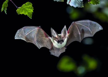 Chauve-souris