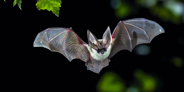 Chauve-souris