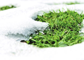 Gazon, le laisser en paix !