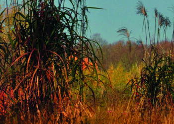 Cultiver sa créativité…