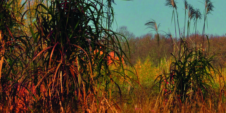 Cultiver sa créativité…