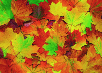 Petits plaisirs d’automne