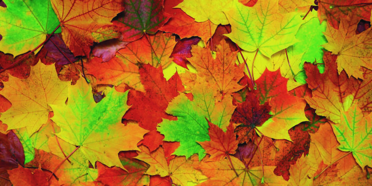 Petits plaisirs d’automne