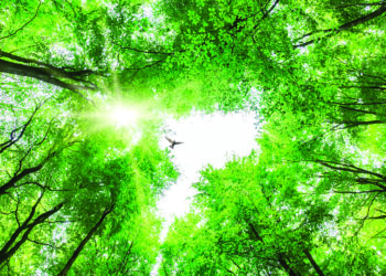 Une forêt urbaine va s’épanouir