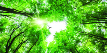 Une forêt urbaine va s&rsquo;épanouir