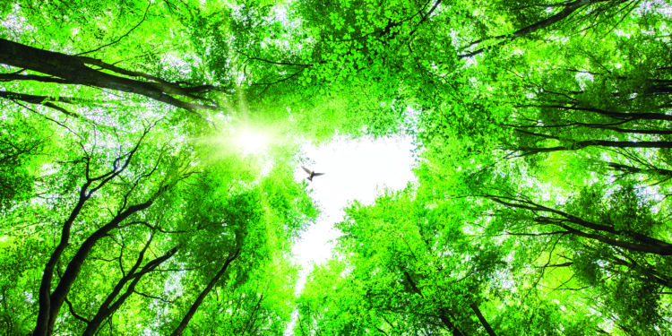 Une forêt urbaine va s’épanouir