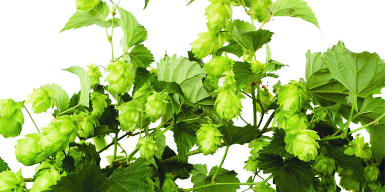 La Région soutient la filière brassicole