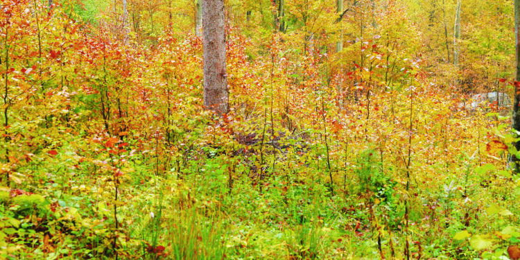 Pour une forêt plus résiliente