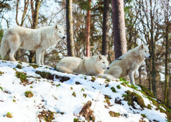Parc Sainte-Croix, une nouvelle meute de loups
