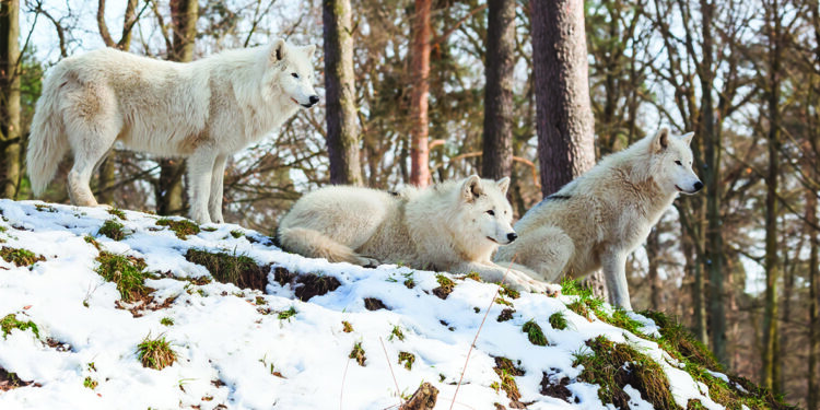 Parc Sainte-Croix, une nouvelle meute de loups