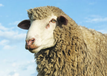 La laine lorraine comme solution d’isolation