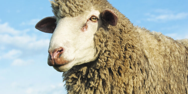 La laine lorraine comme solution d’isolation