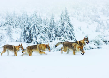 Marcher à la queue leu leu