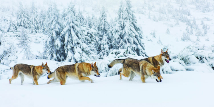 Marcher à la queue leu leu
