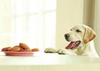 Il ne faut pas s’embarquer sans biscuit