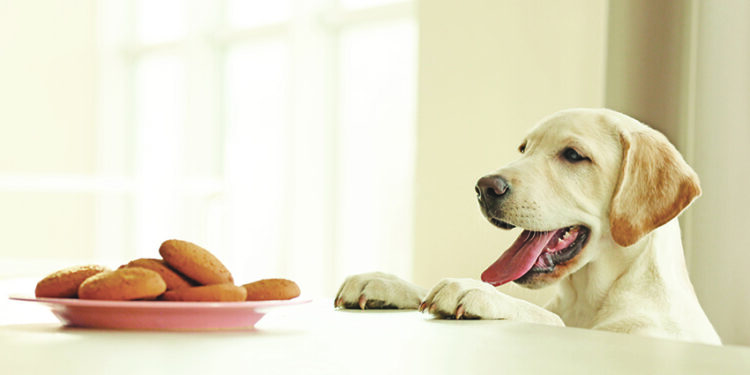 Il ne faut pas s’embarquer sans biscuit