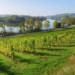 À la découverte des vignerons mosellans