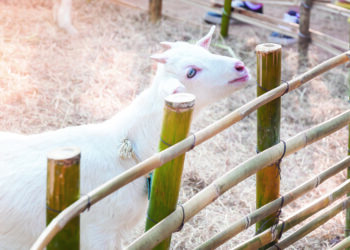 Macellum : ce pont entre la campagne et la ville