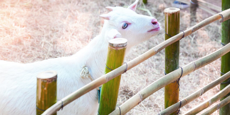 Macellum : ce pont entre la campagne et la ville