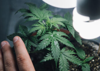 Luxembourg : cultiver du cannabis chez soi est désormais autorisé.