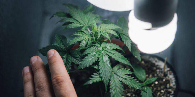 Luxembourg : cultiver du cannabis chez soi est désormais autorisé.