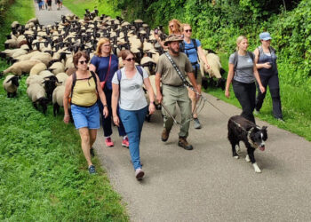 De Jussy au Mont Saint-Quentin : dans les pas de la transhumance