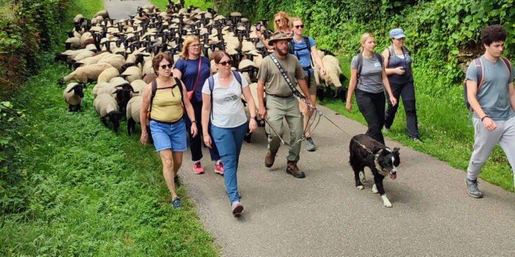 De Jussy au Mont Saint-Quentin : dans les pas de la transhumance