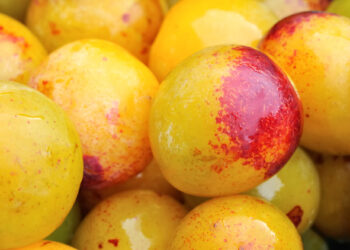 Fêtes de la Mirabelle 2023 : émerveillements autour d’un fruit culte