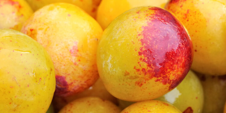 Fêtes de la Mirabelle 2023 : émerveillements autour d’un fruit culte