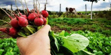 Productions de la terre : entre fortes chaleurs et humidité