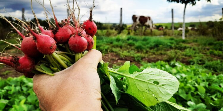 Productions de la terre : entre fortes chaleurs et humidité