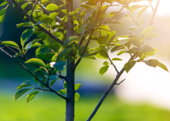 Jard’in Metz : la Ville distribue gratuitement 200 arbres 