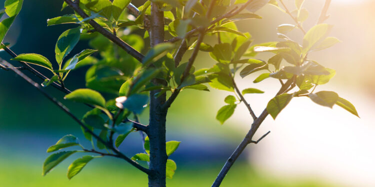 Jard’in Metz : la Ville distribue gratuitement 200 arbres