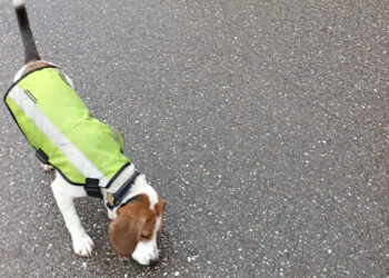 Détecter les fuites d’eau : un vrai travail de chien