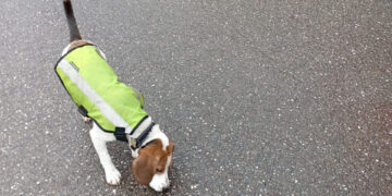 Détecter les fuites d’eau : un vrai travail de chien