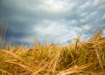 Crises climatiques et sanitaires : la Région déploie 9,5 millions d’euros pour soutenir ses agriculteurs