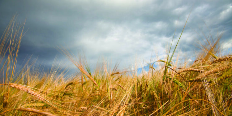Crises climatiques et sanitaires : la Région déploie 9,5 millions d’euros pour soutenir ses agriculteurs