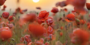 Le temps des questions