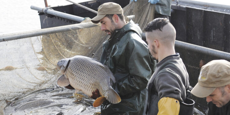 Au Domaine de Lindre : la Fête de la Grande Pêche !