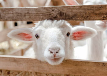 Enfants et visiteurs découvrant les animaux de la ferme pédagogique lors de Macellum 2025 à Metz.