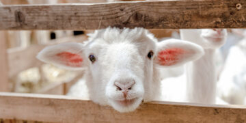 Enfants et visiteurs découvrant les animaux de la ferme pédagogique lors de Macellum 2025 à Metz.