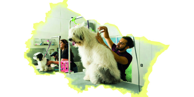 Toiletteur pour chien, métier de l’artisanat de services dans le Grand Est, illustrant la création d’emplois de proximité.