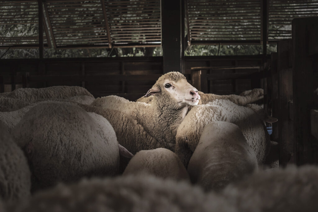 Moutons producteurs de laine intégrés à la coopérative MOS-Laine dans le Grand Est