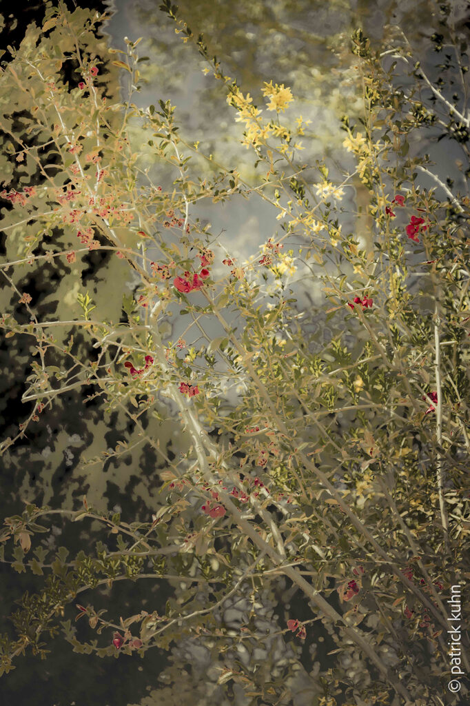 photographie botanique Patrick Kuhn exposition Metz réel etcetera