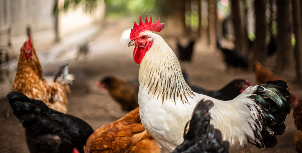 Coq et volailles de basse-cour présentés lors de Macellum à Metz